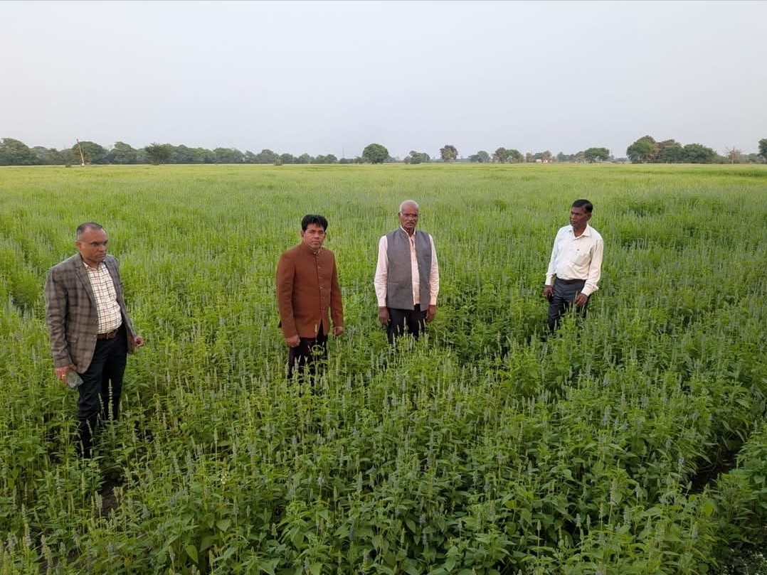 चिया सीड से चमकी किस्मत: 13 एकड़ में उगी सफलता की फसल जिले के कृषक श्री भैयालाल पटेल ने दिखाई राह