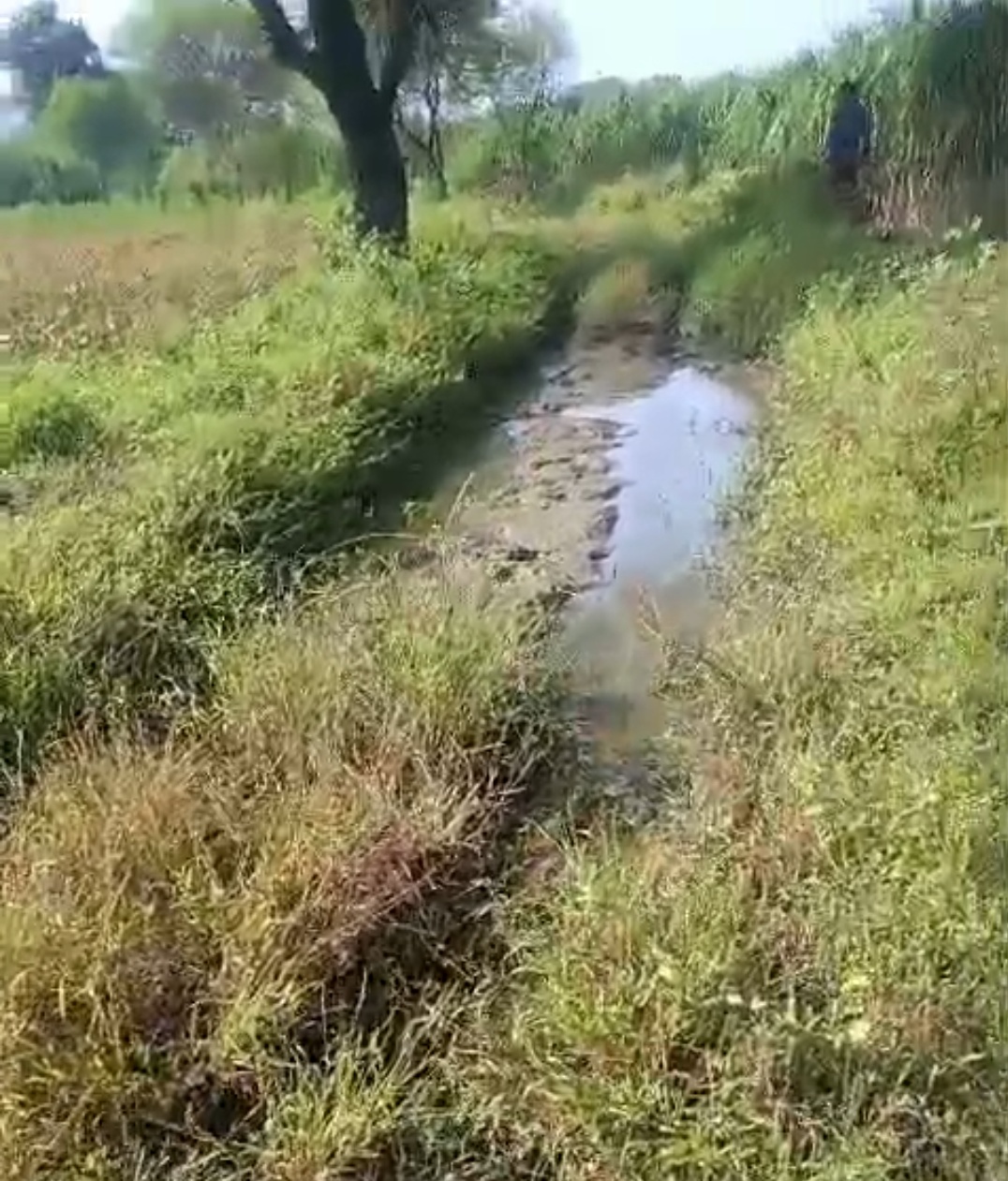 लिलवानी में कच्चे रास्ते पर अतिक्रमण और कीचड़ से किसान परेशान, एसडीएम से सीमांकन व सुधार की मांग