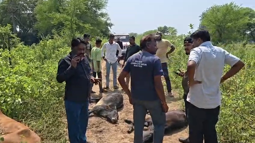 कौड़िया नहर किनारे तीन मवेशियों के पैर तोड़कर फेंका, गौसेवकों ने पहुंचाया गौशाला  गाय, बछिया और बछड़े को अज्ञात व्यक्ति द्वारा मारपीट कर घायल करने की सूचना; पुलिस ने मामला दर्ज कर जांच शुरू की